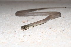 Demansia calodera