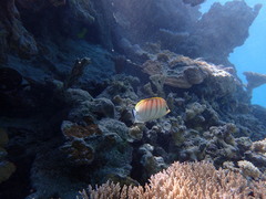 Chaetodon multicinctus