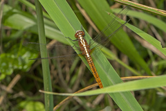 Rhodothemis lieftincki