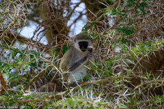 Chlorocebus pygerythrus hilgerti