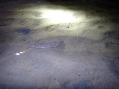 Tetractenos hamiltoni