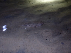 Tetractenos hamiltoni