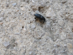 Scyphophorus acupunctatus