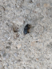 Scyphophorus acupunctatus