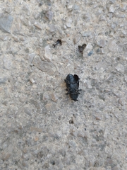 Scyphophorus acupunctatus