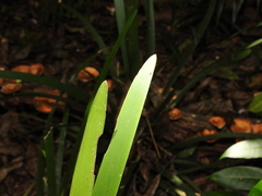 Romnalda strobilacea