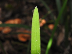 Romnalda strobilacea