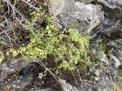 Asplenium flabellifolium