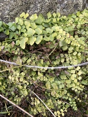 Asplenium flabellifolium