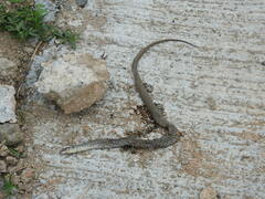 Fowlea flavipunctata