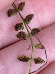Asplenium flabellifolium
