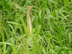 Ixobrychus sinensis
