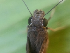 Notocrypta