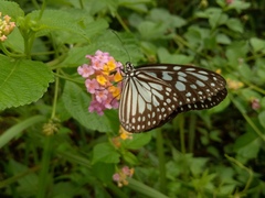 Ideopsis juventa