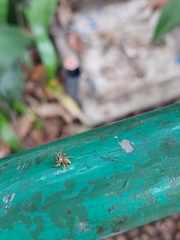 Thiania
