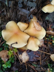 Hypholoma capnoides