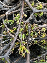 Coprosma brunnea