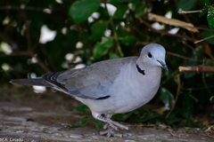 Streptopelia capicola