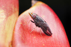 Cephaloconus tenebrosus