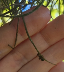 Ophiocordyceps camponoti-floridani
