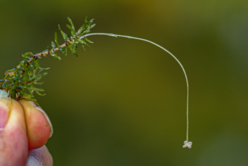 Elodea nuttallii iNat (3)