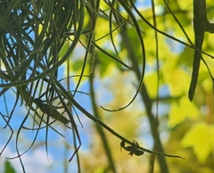 Ophiocordyceps camponoti-floridani