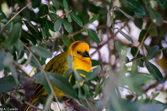 Ploceus castaneiceps