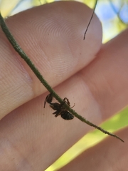 Ophiocordyceps camponoti-floridani