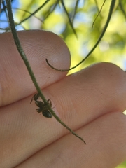 Ophiocordyceps camponoti-floridani