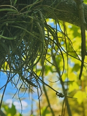 Ophiocordyceps camponoti-floridani