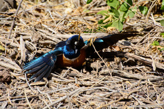 Lamprotornis superbus