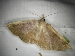 Mecodina nubiferalis