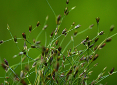 Juncus foliosus