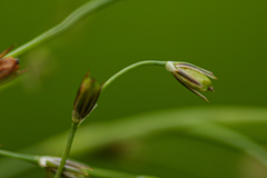 Juncus foliosus