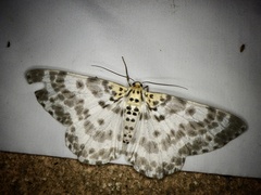 Metabraxas clerica
