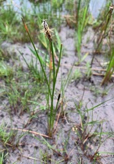 Eleocharis pusilla