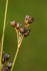 Juncus squarrosus