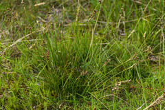 Juncus squarrosus