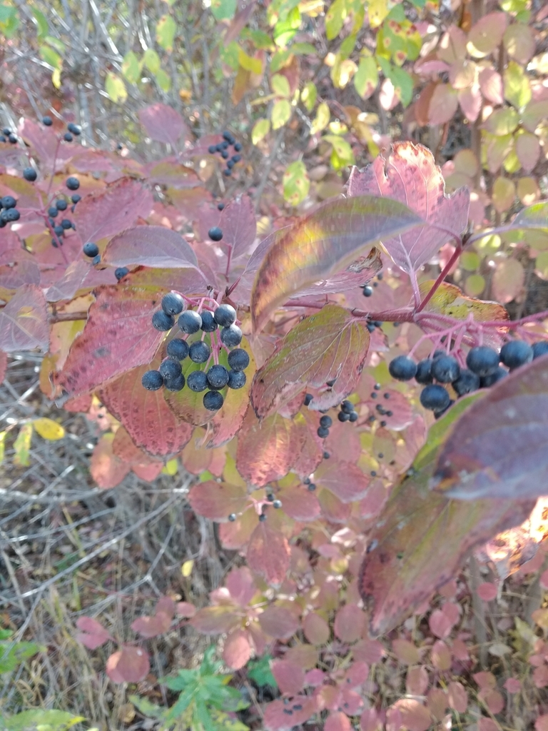 dogwoods from 5JP9+7PM Ջրվեժի Անտառ, Yerevan-Garni road, Ջրվեժ, Армения ...