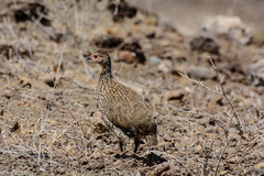 Pternistis leucoscepus