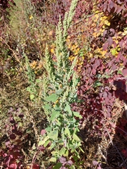 Chenopodium album