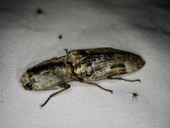 Cryptalaus larvatus pini