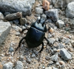 Typhaeus typhoeus