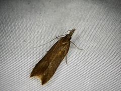 Dichomeris ustalella