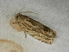 Phaecadophora fimbriata