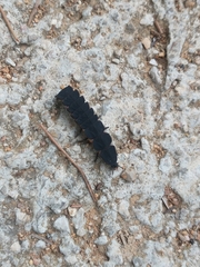 Nyctophila reichii