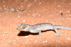 Strophurus strophurus