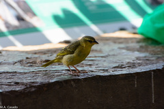 Ploceus castaneiceps