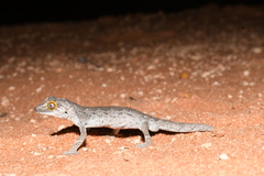 Strophurus strophurus