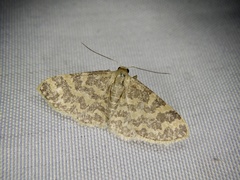Idaea auricruda